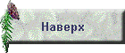 Наверх